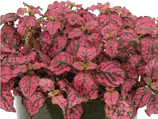 Однолетние растения Гіпоестес Hippo Rose черенок 20грн, Р7 30грн
